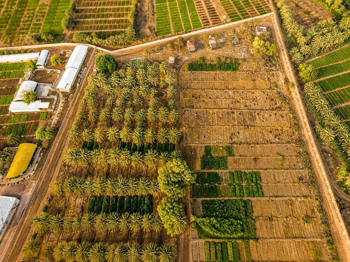 The resort’s palm grove and fields from above