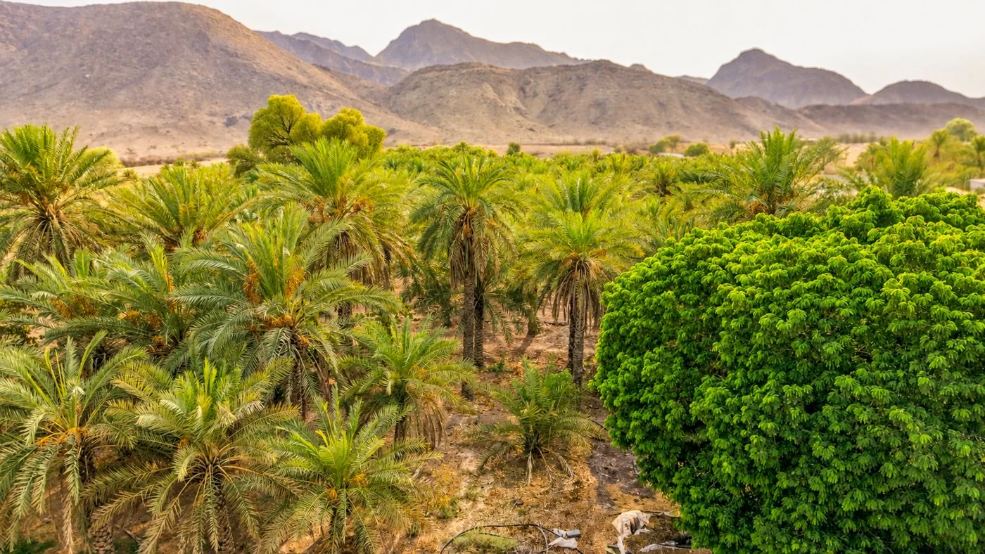 Date palms and the Hajar mountains at Escape to Nature Resort, Mahdha