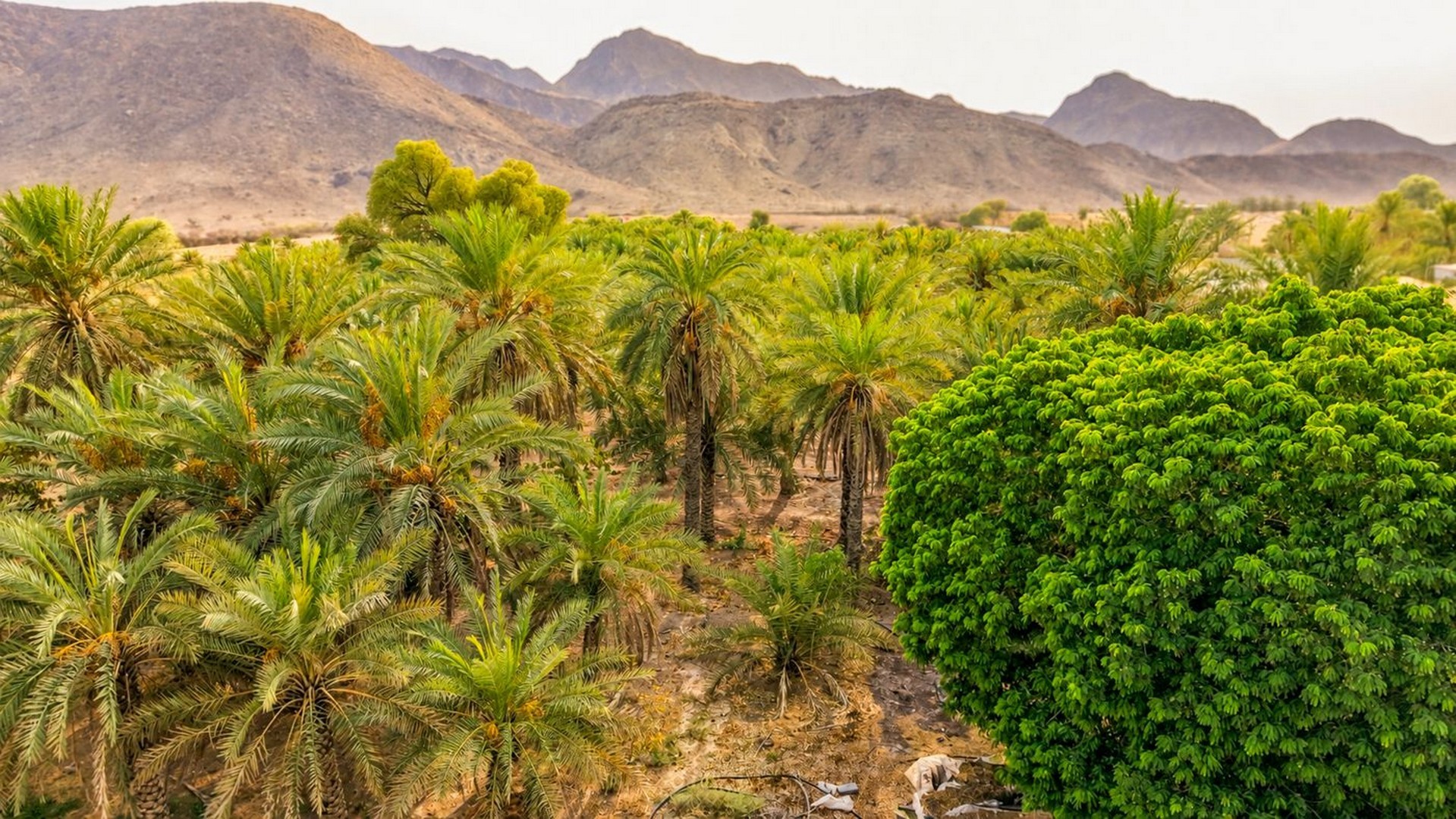 Palms and mountain ridgelines above Mahdha